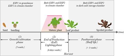 High Light Intensity Applied Shortly Before Harvest Improves Lettuce Nutritional Quality and Extends the Shelf Life